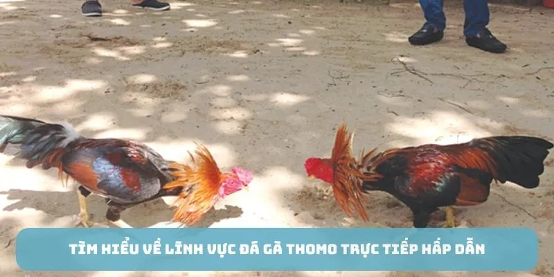 Tìm hiểu về lĩnh vực đá gà thomo trực tuyến hấp dẫn